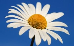 Margarita Blanca