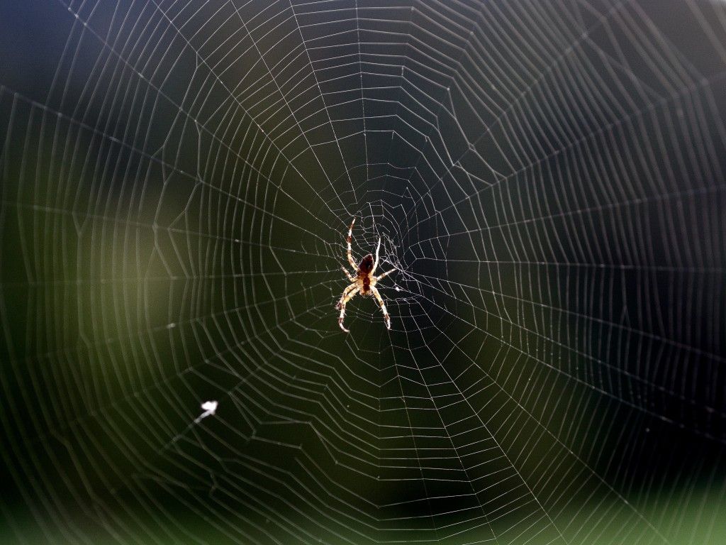 spider-st-cergue